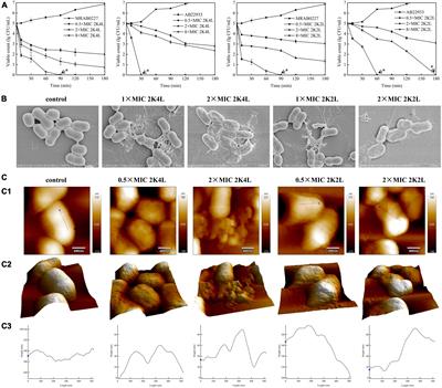 Antimicrobial peptide 2K4L disrupts the membrane of multidrug-resistant Acinetobacter baumannii and protects mice against sepsis